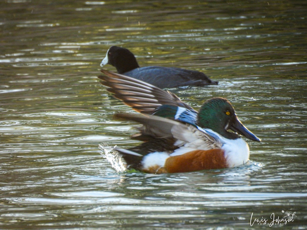 Northern Shoveler - ML646677010