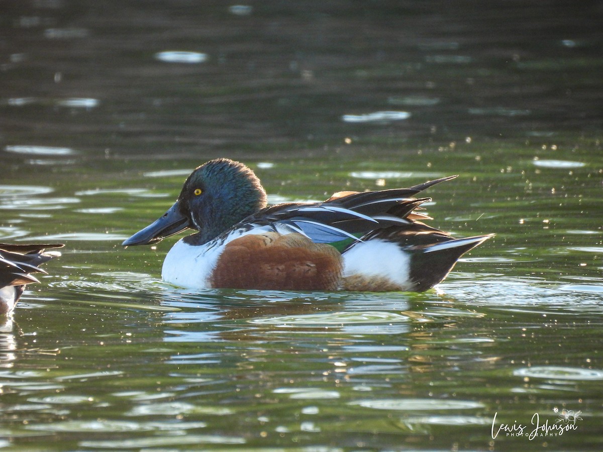 Northern Shoveler - ML646677011