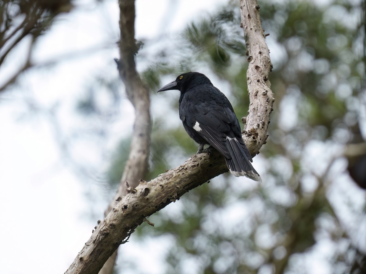 Verdugo Pío - ML646677013