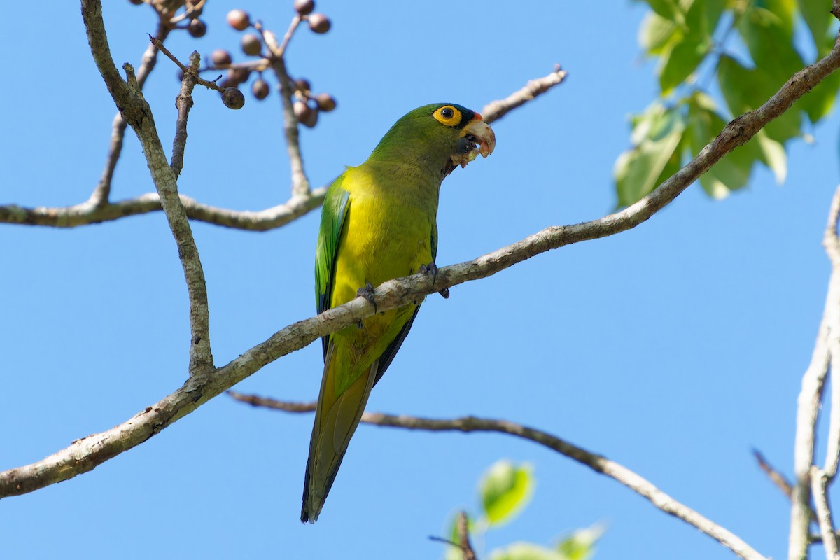Aratinga Frentinaranja - ML646677014