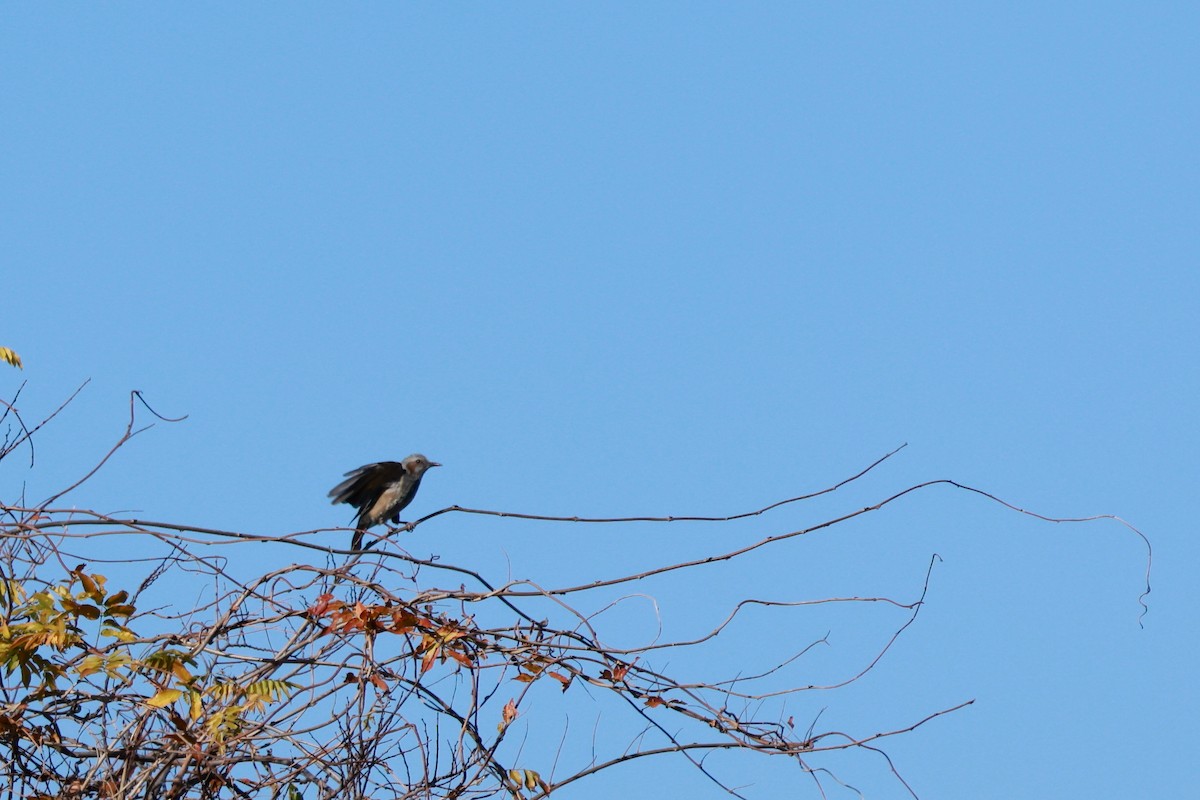 Brown-eared Bulbul - ML646677016