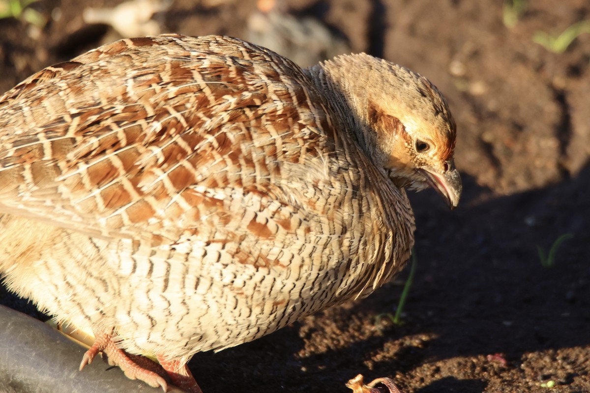 Gray Francolin - ML646677019