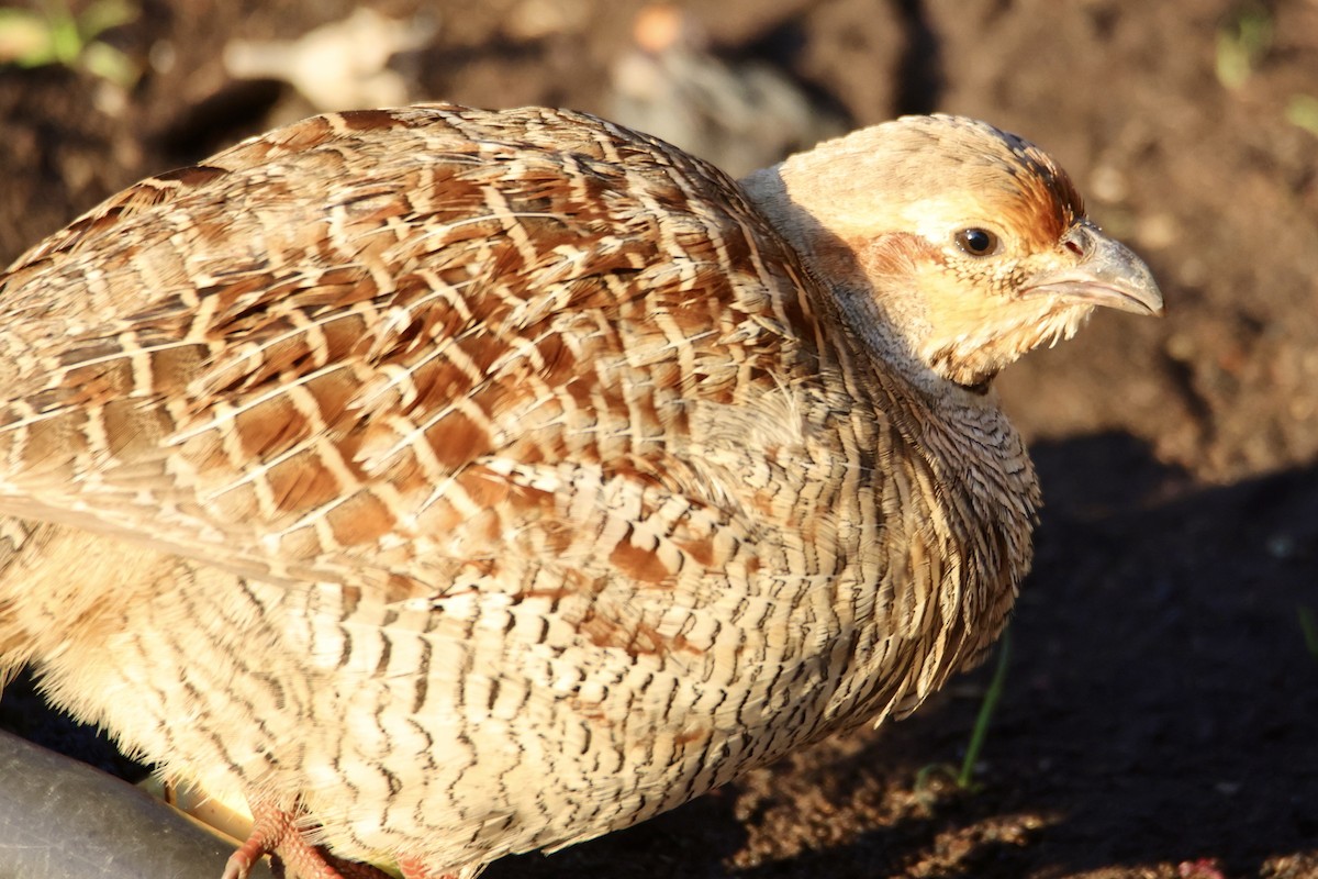 Gray Francolin - ML646677020