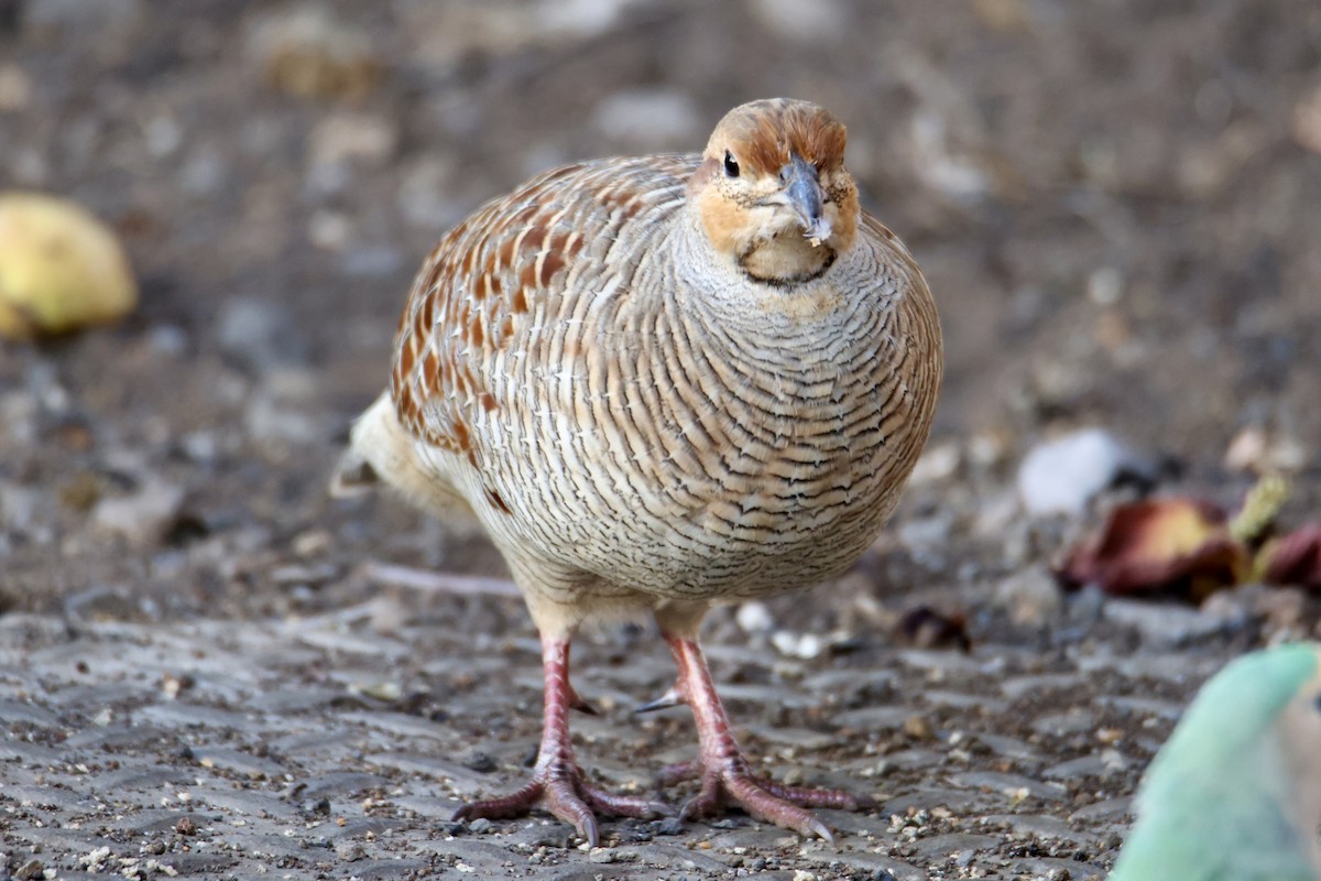 Gray Francolin - ML646677021