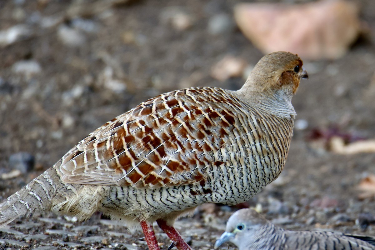 Gray Francolin - ML646677022