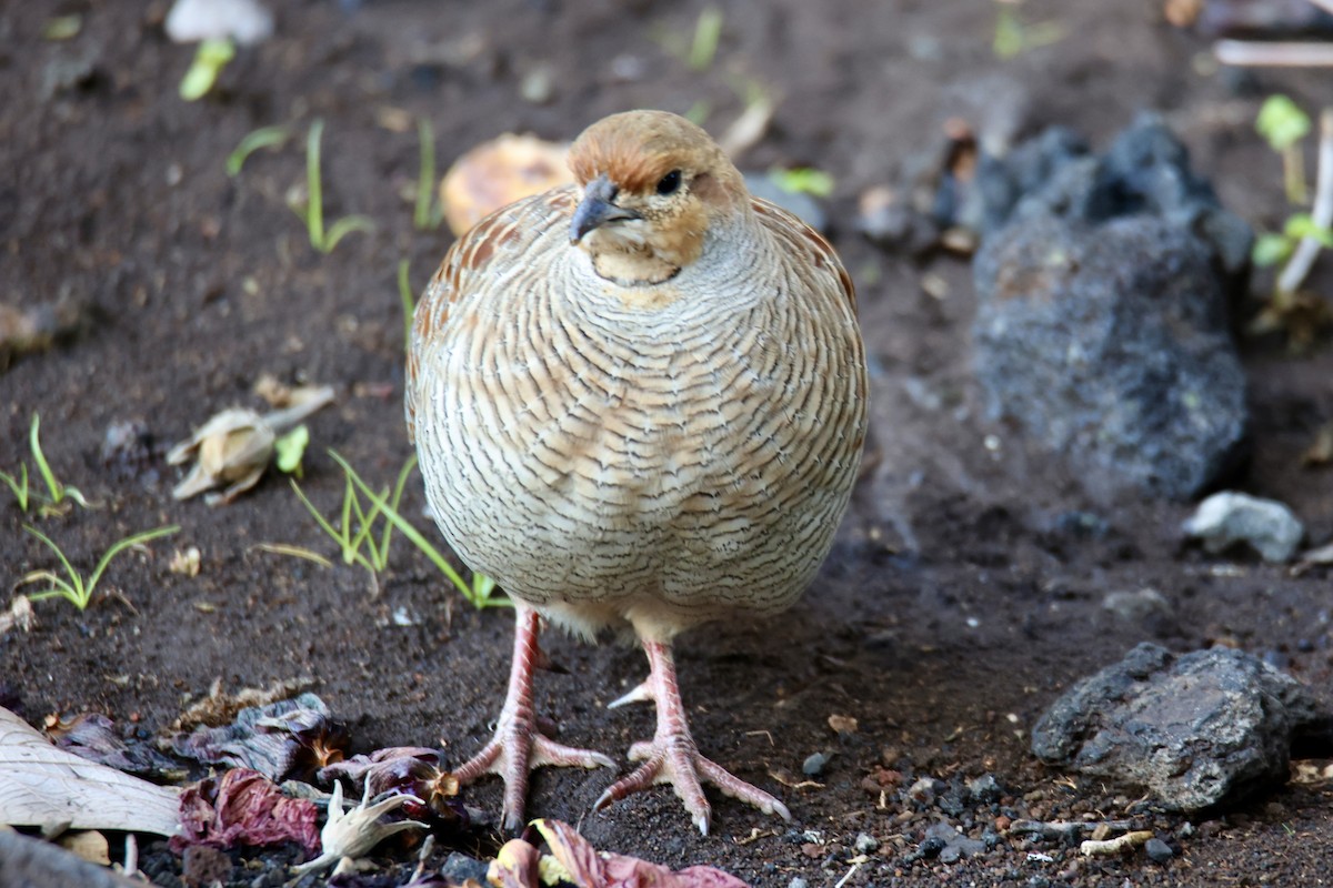 Gray Francolin - ML646677023