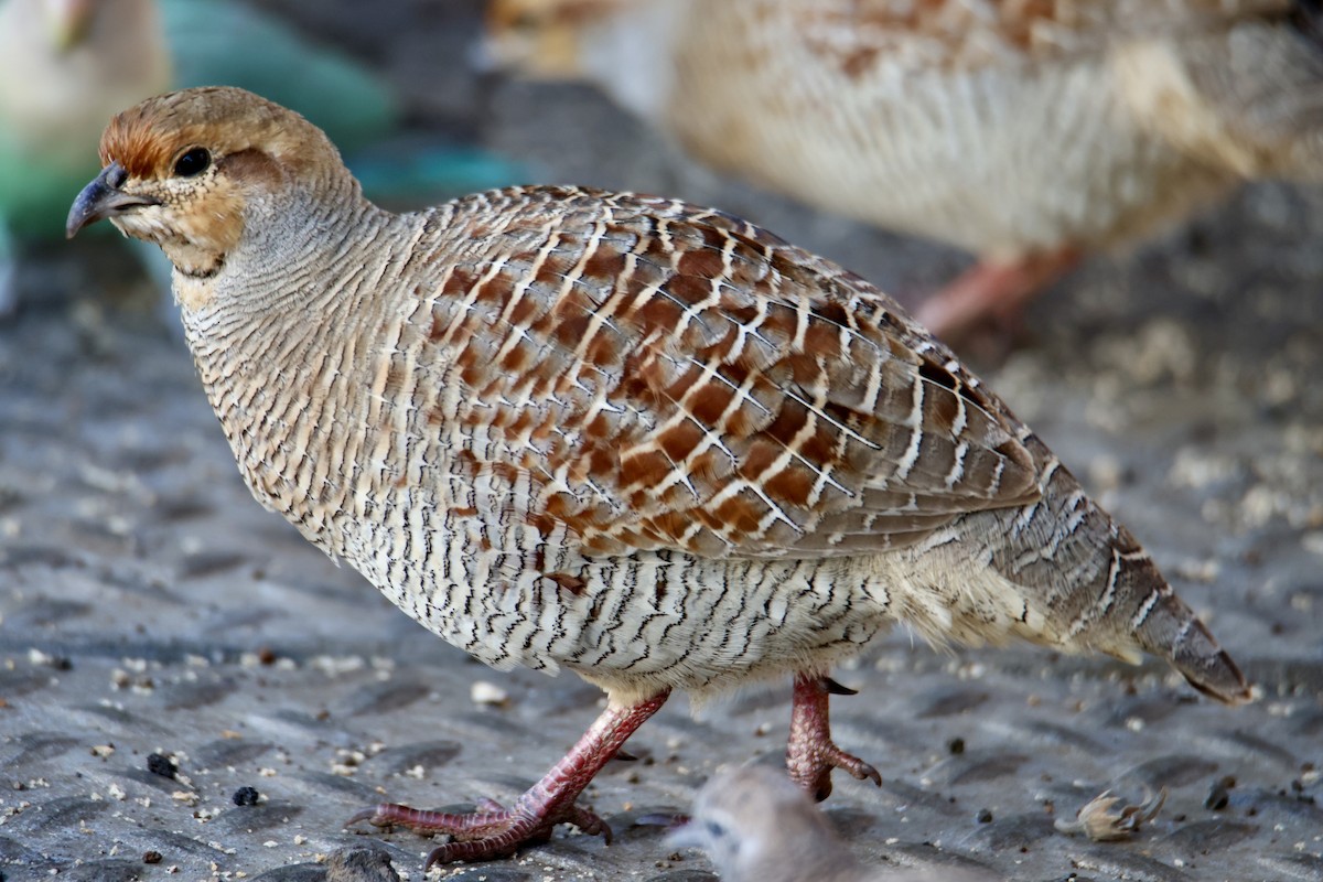 Gray Francolin - ML646677024