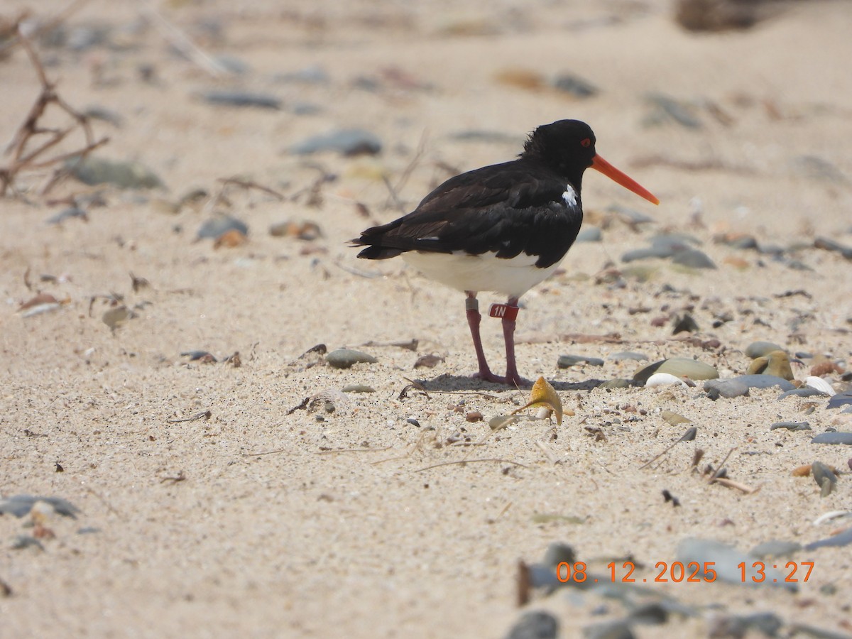 South Island Oystercatcher - ML646677025