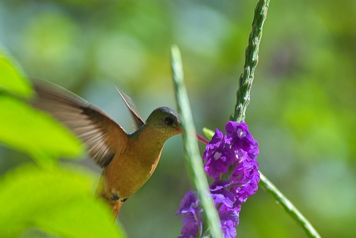 Cinnamon Hummingbird - ML646677028