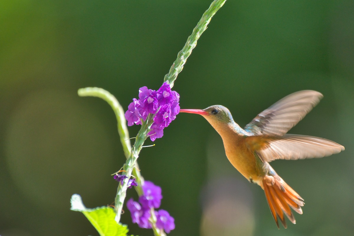 Cinnamon Hummingbird - ML646677030