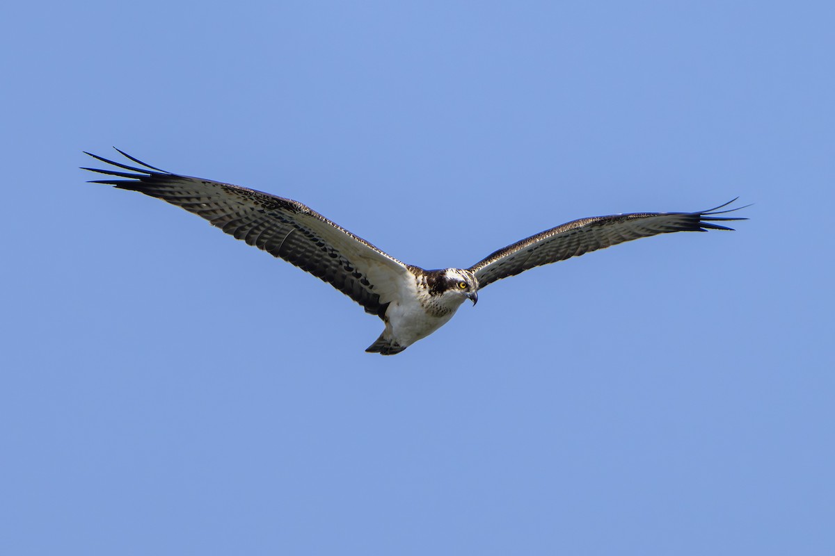 Osprey - ML646677031