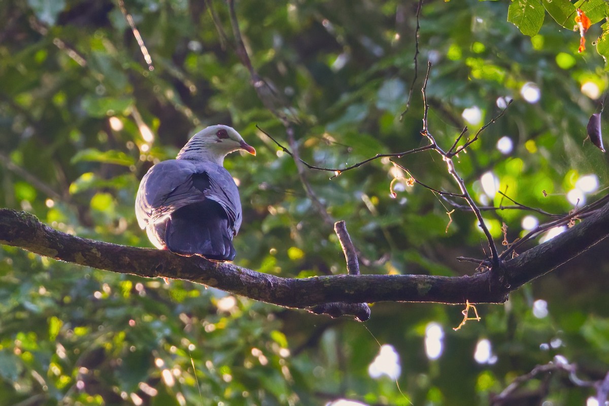 Andaman Wood-Pigeon - ML646677032