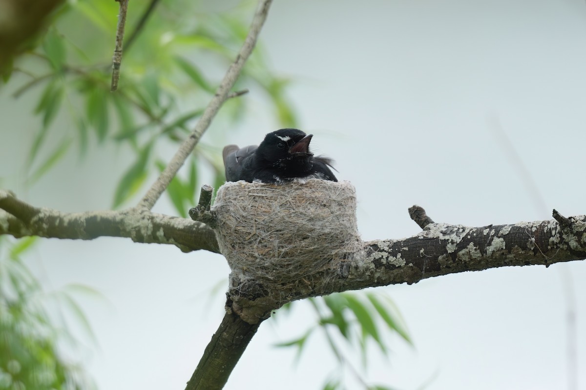 Willie-wagtail - ML646677034