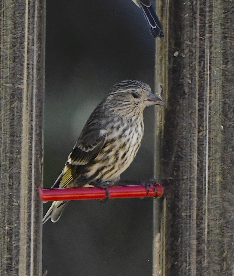 Pine Siskin - ML646677035