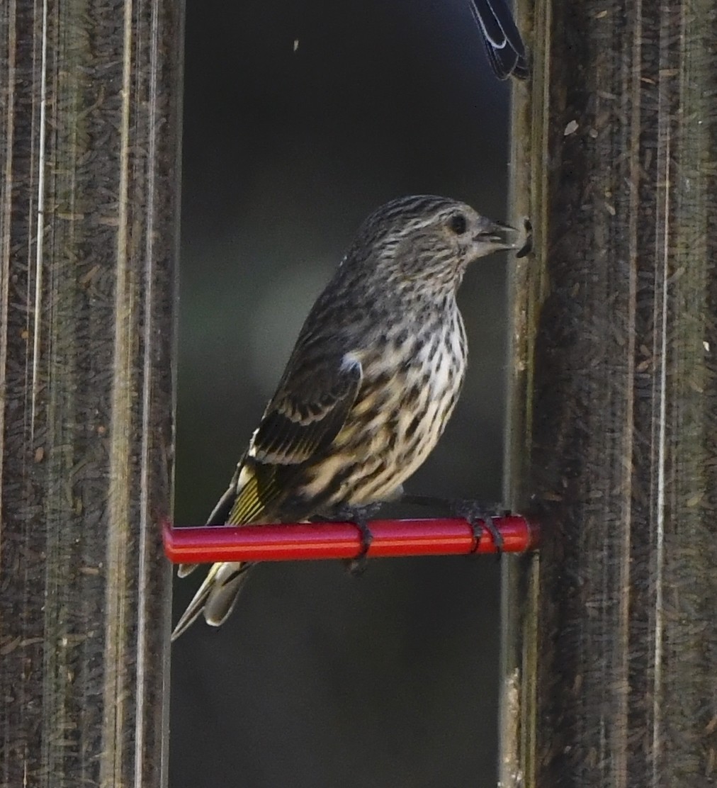 Pine Siskin - ML646677036