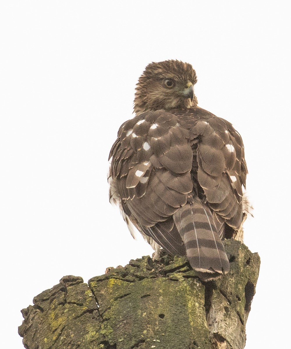 Cooper's Hawk - ML646677037