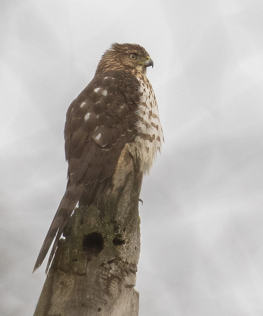 Cooper's Hawk - ML646677038