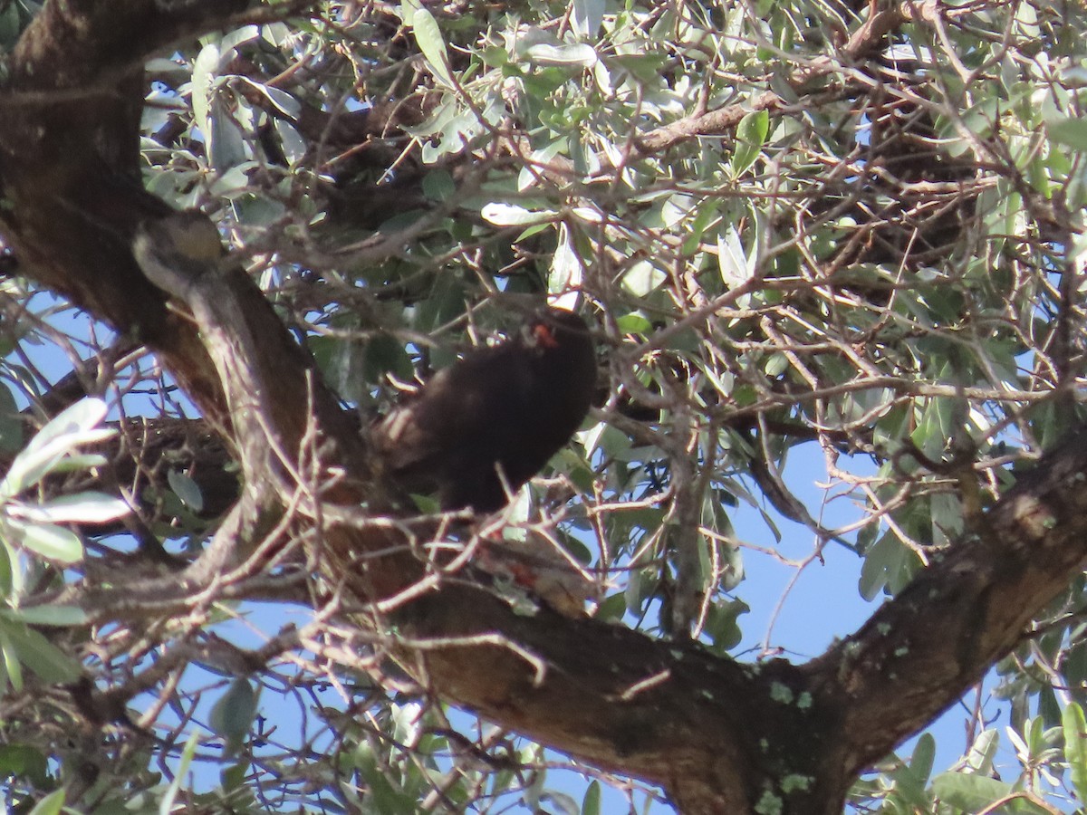 Gabar Goshawk - ML646677043