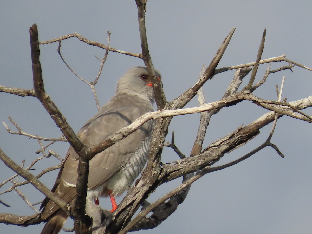 Gabar Goshawk - ML646677044