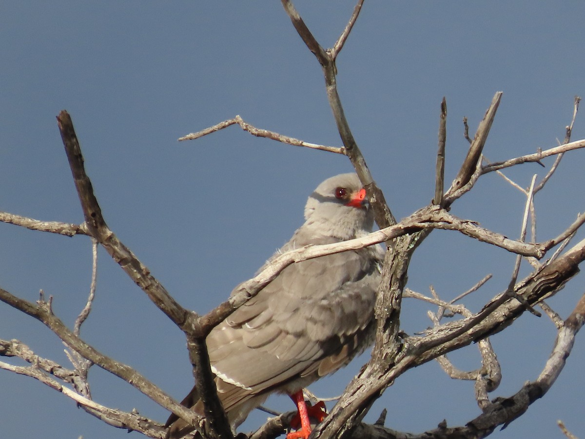 Gabar Goshawk - ML646677045