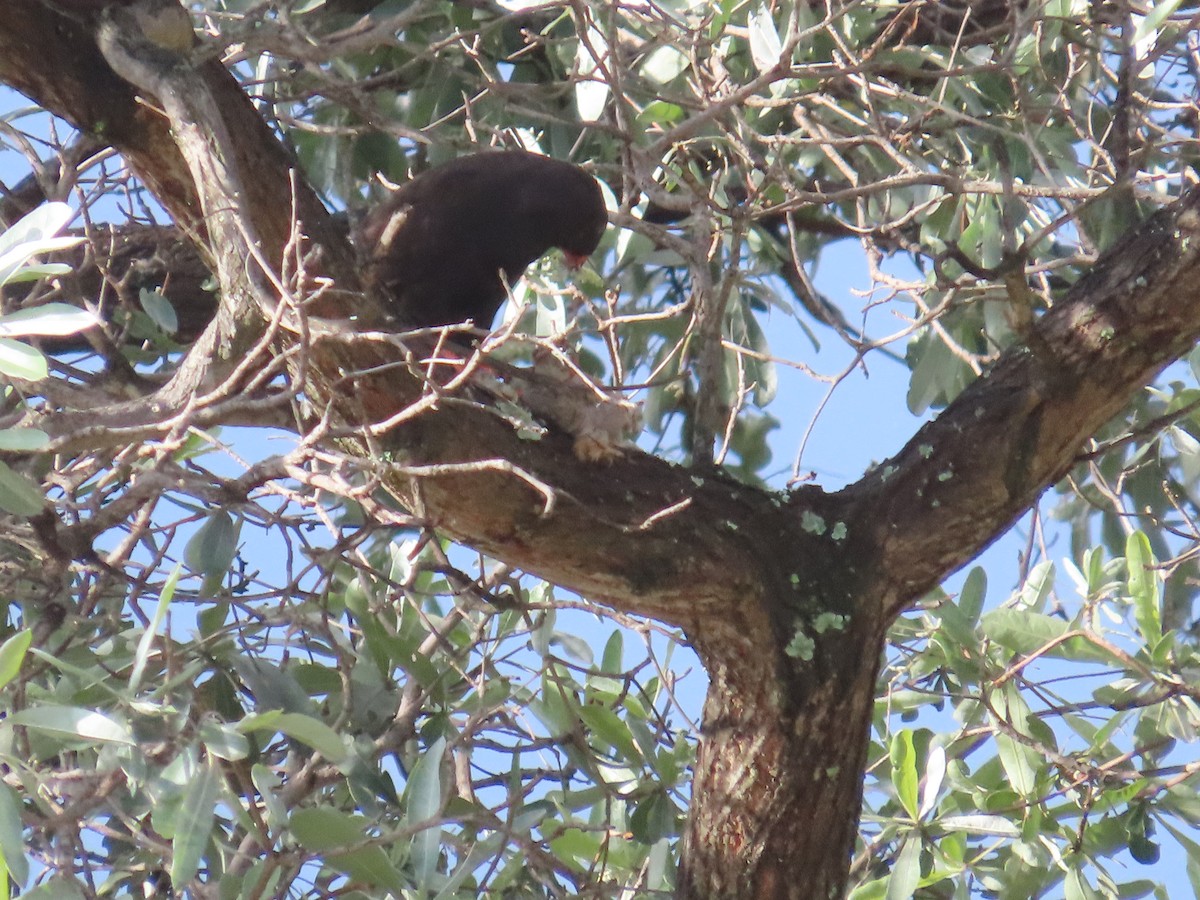 Gabar Goshawk - ML646677046