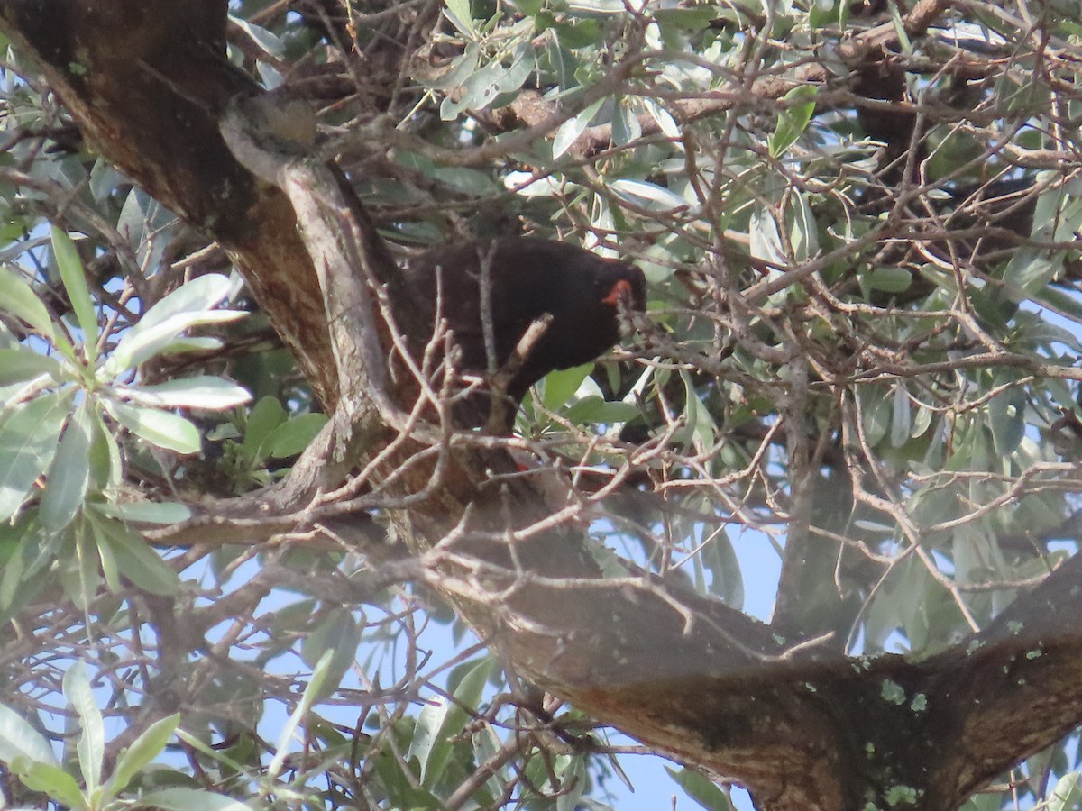 Gabar Goshawk - ML646677047