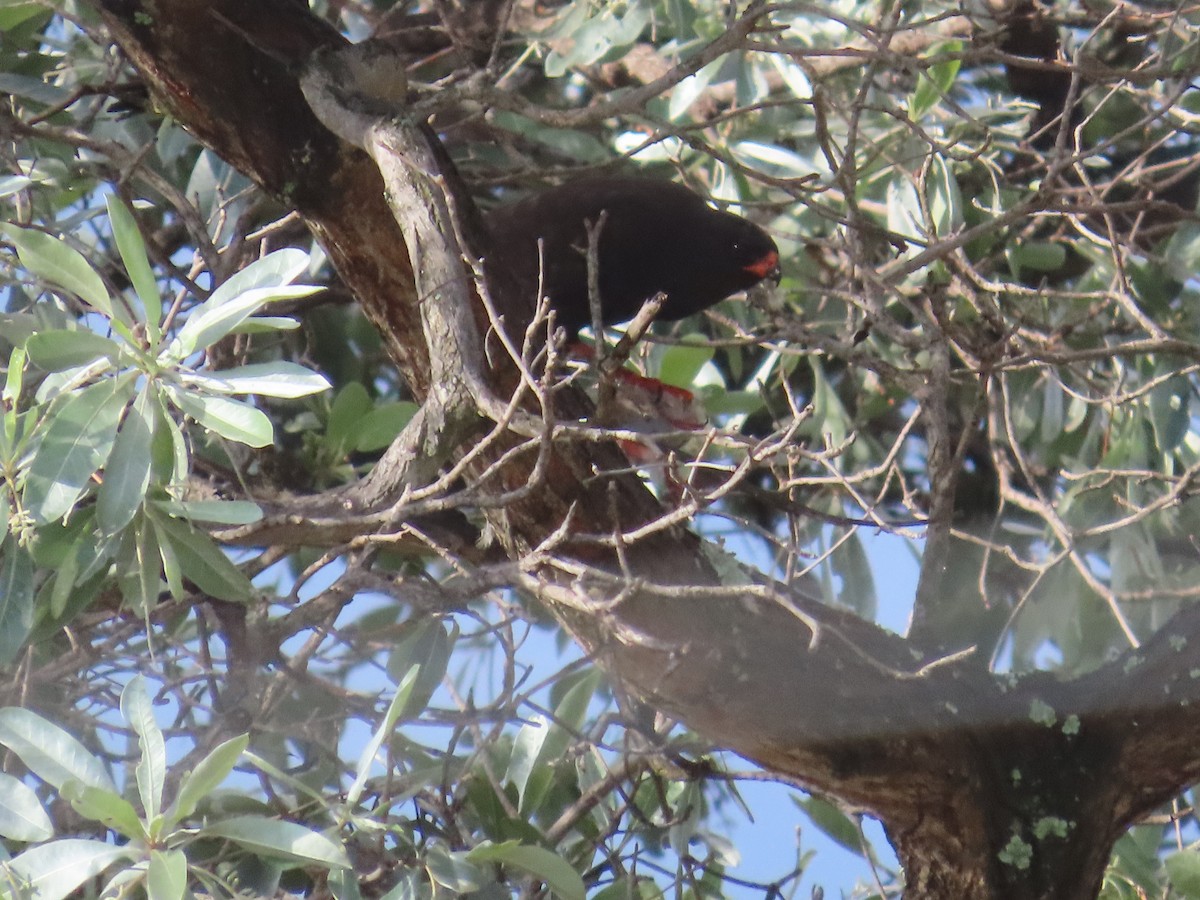 Gabar Goshawk - ML646677048