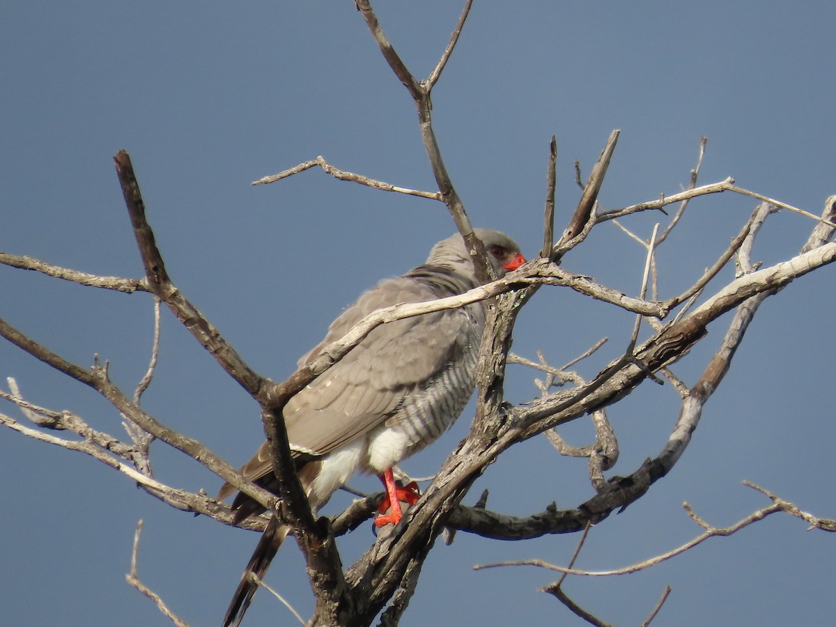 Gabar Goshawk - ML646677049