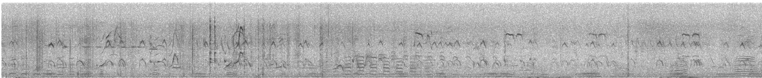 Australian Shelduck - ML646677050