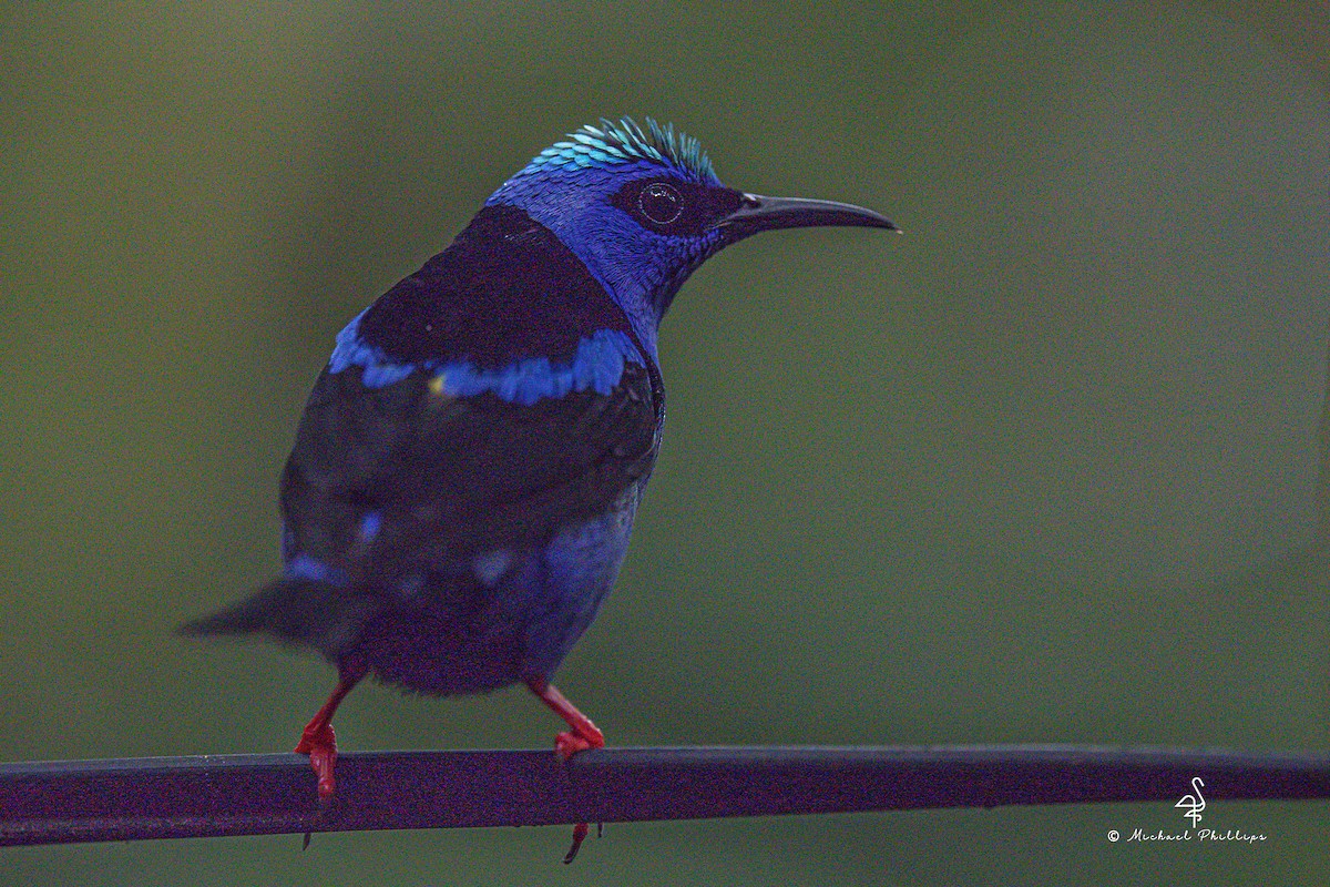 Red-legged Honeycreeper - ML646677051