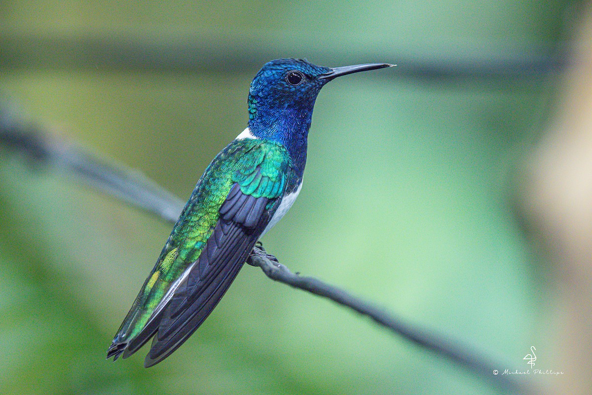 White-necked Jacobin - ML646677053
