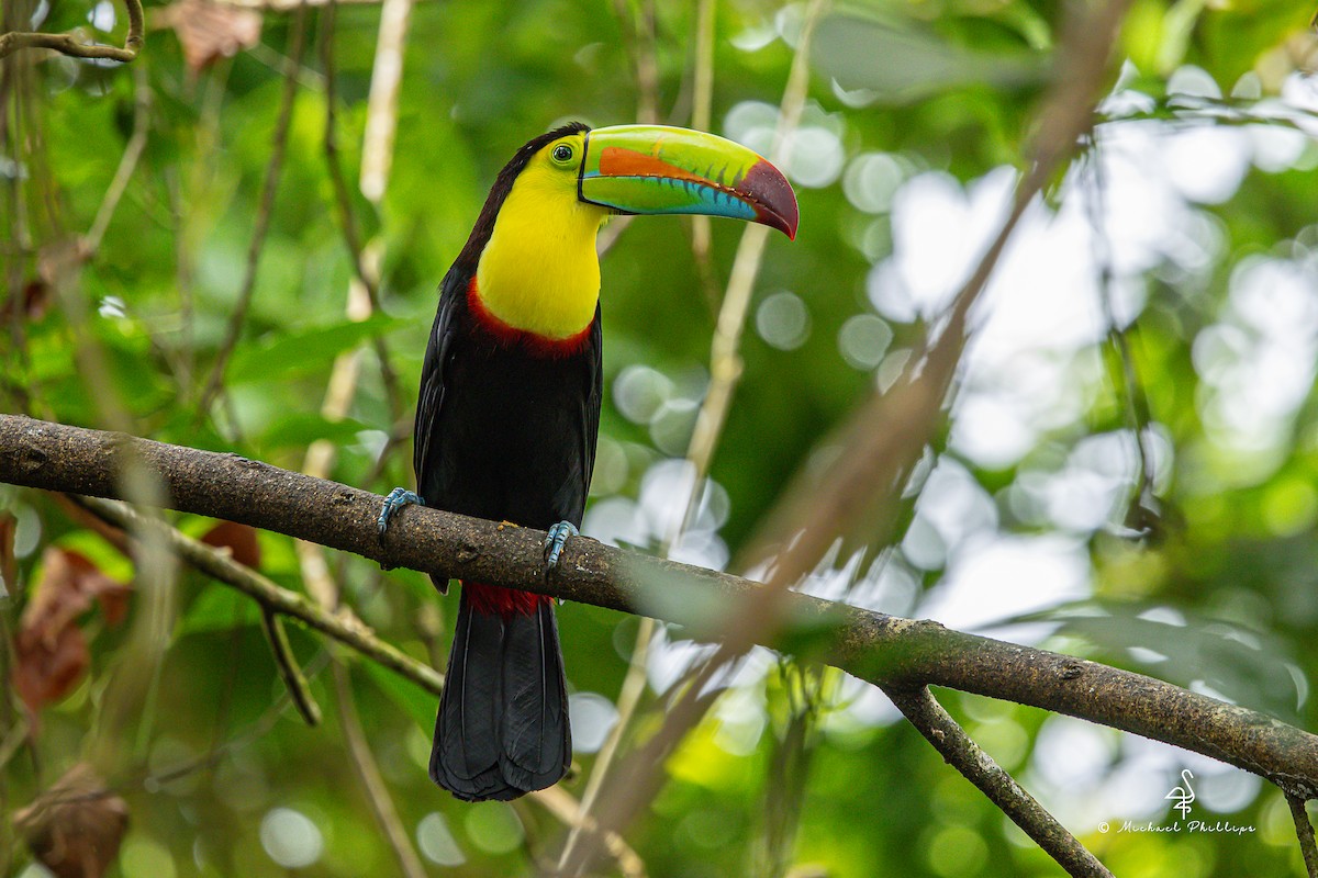 Fischertukan - ML646677057