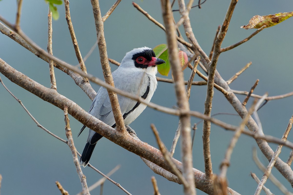 Titira Enmascarado - ML646677058