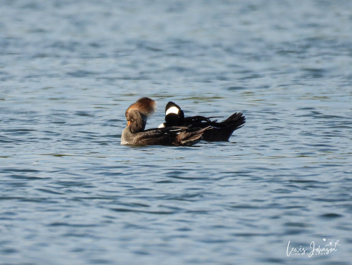 Hooded Merganser - ML646677059