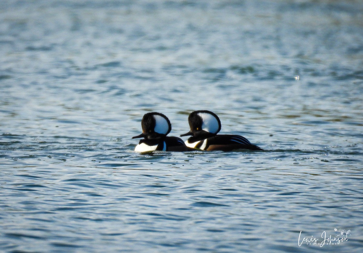 Hooded Merganser - ML646677060