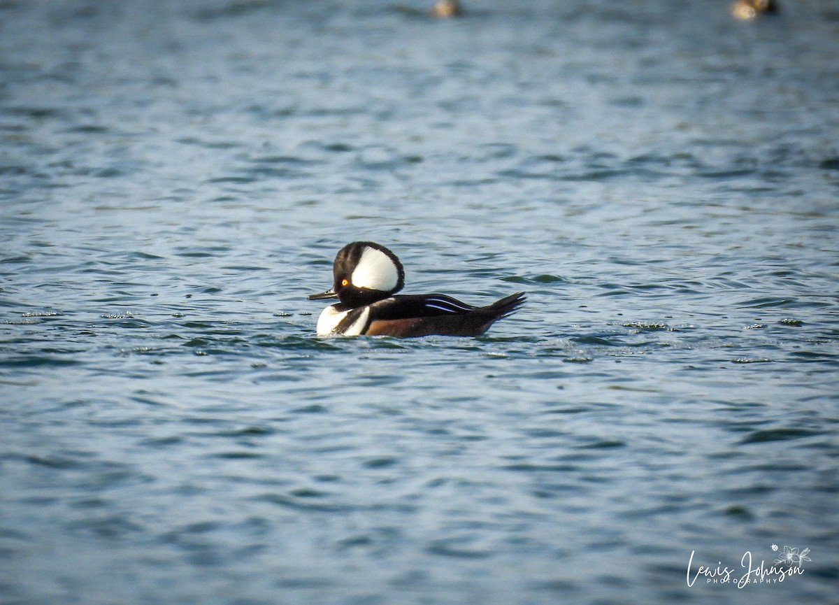 Hooded Merganser - ML646677061