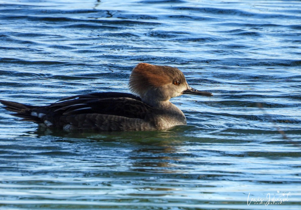 Hooded Merganser - ML646677062
