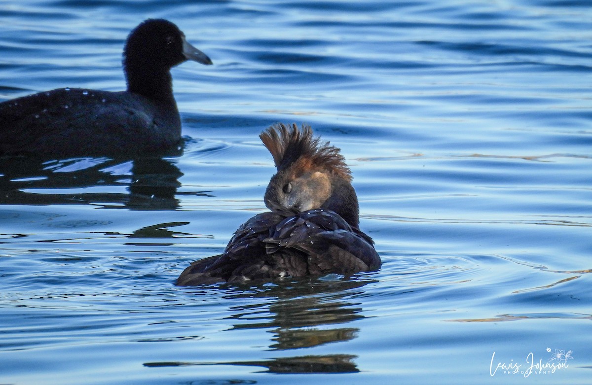 Hooded Merganser - ML646677063