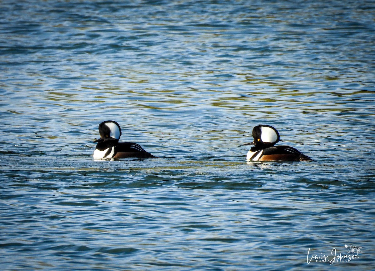 Hooded Merganser - ML646677064