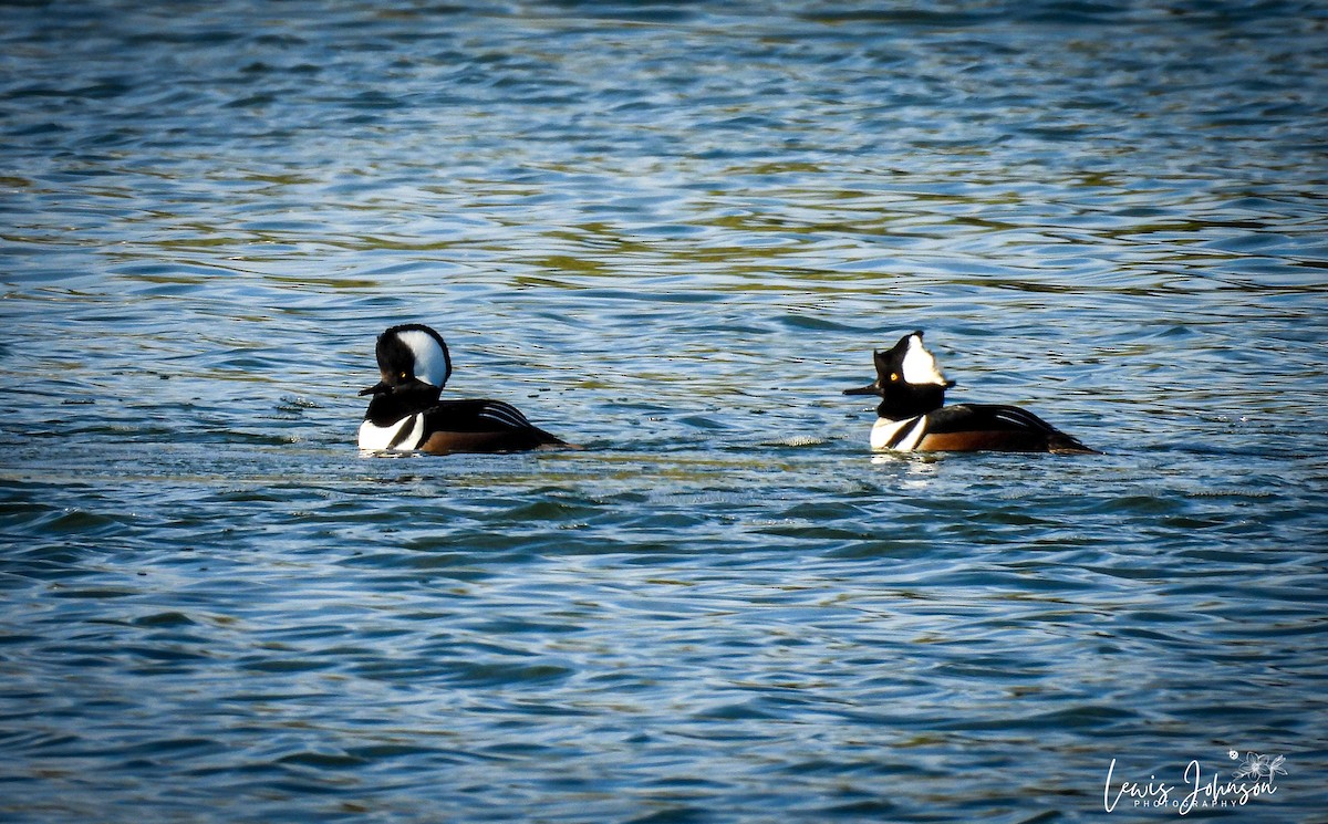 Hooded Merganser - ML646677065