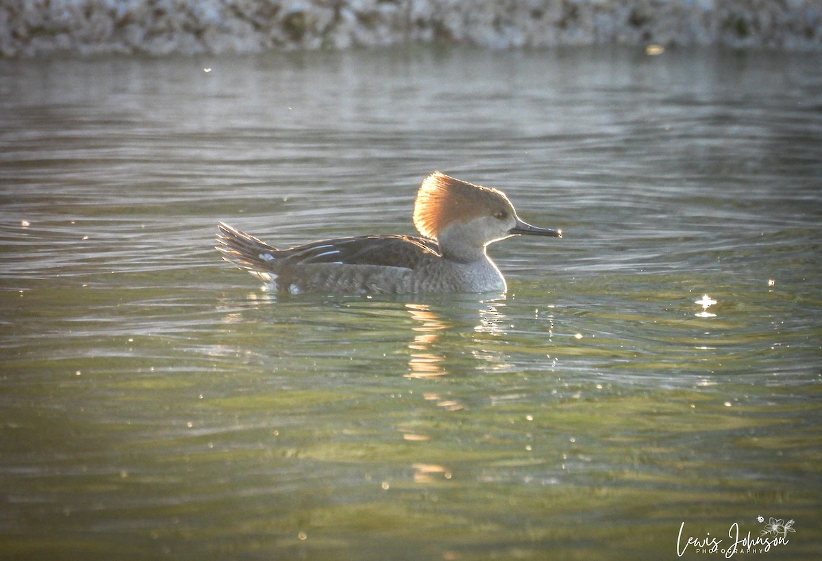 Hooded Merganser - ML646677066