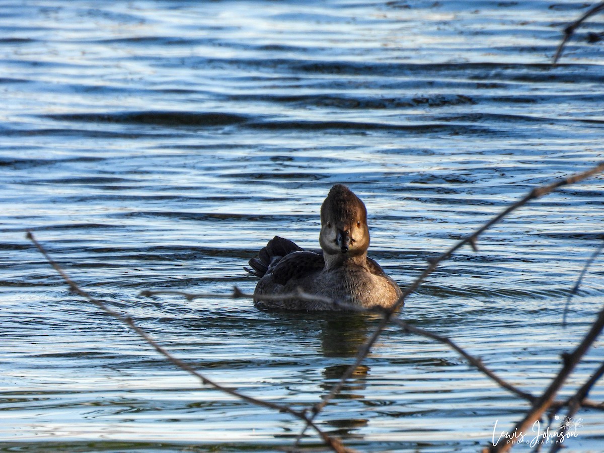 Hooded Merganser - ML646677067