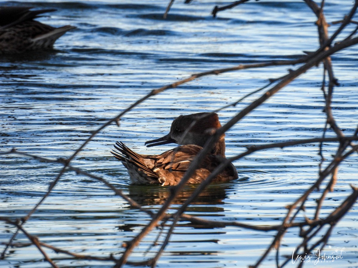 Hooded Merganser - ML646677068