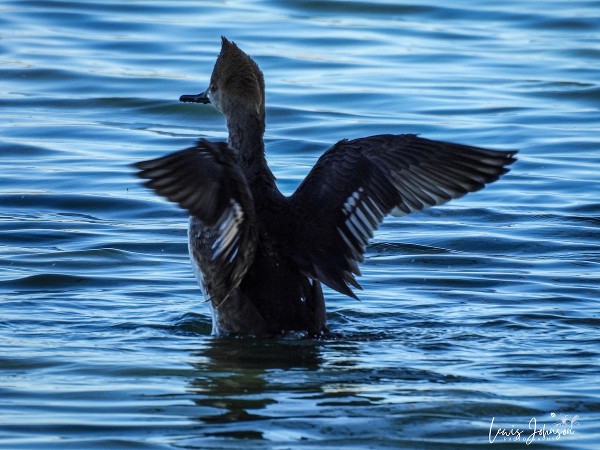 Hooded Merganser - ML646677069