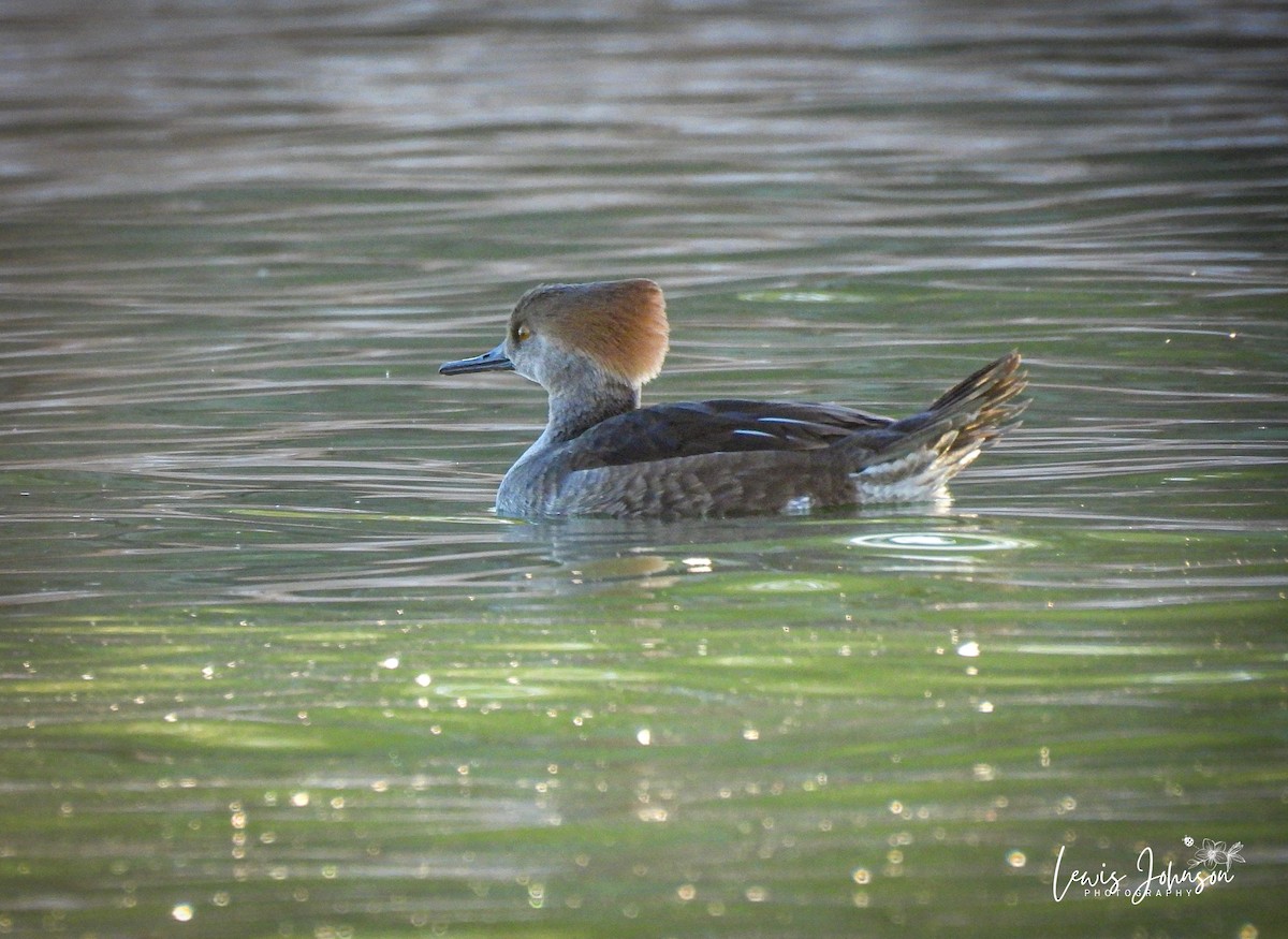 Hooded Merganser - ML646677070