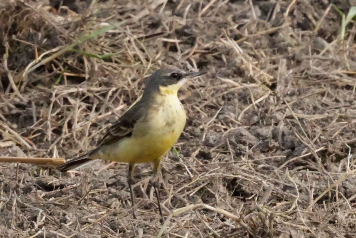 Buztanikara txukotkarra - ML646677072