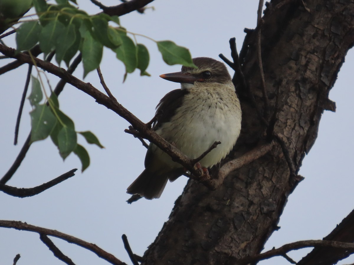 Brown-hooded Kingfisher - ML646677077