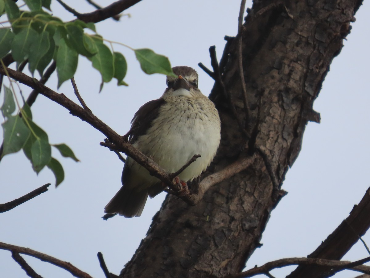 Brown-hooded Kingfisher - ML646677078