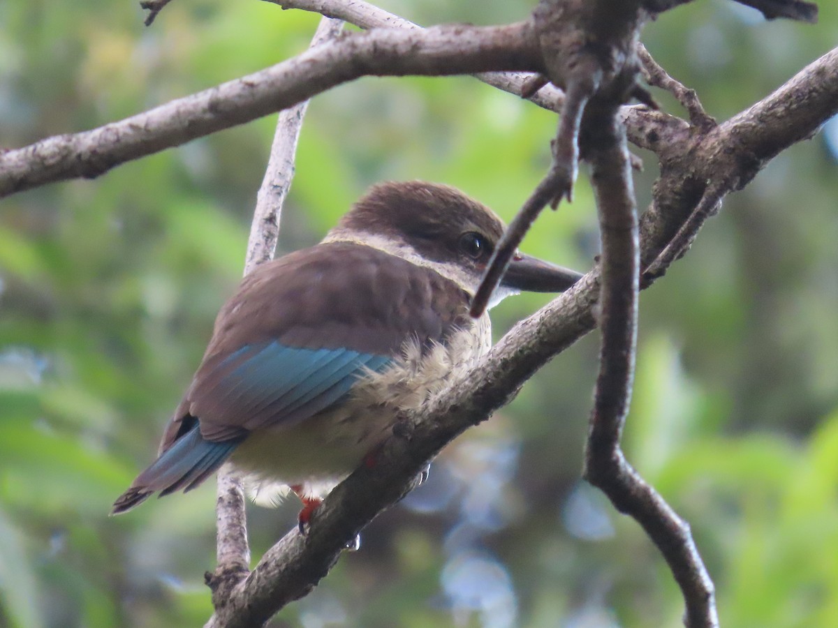 Brown-hooded Kingfisher - ML646677079