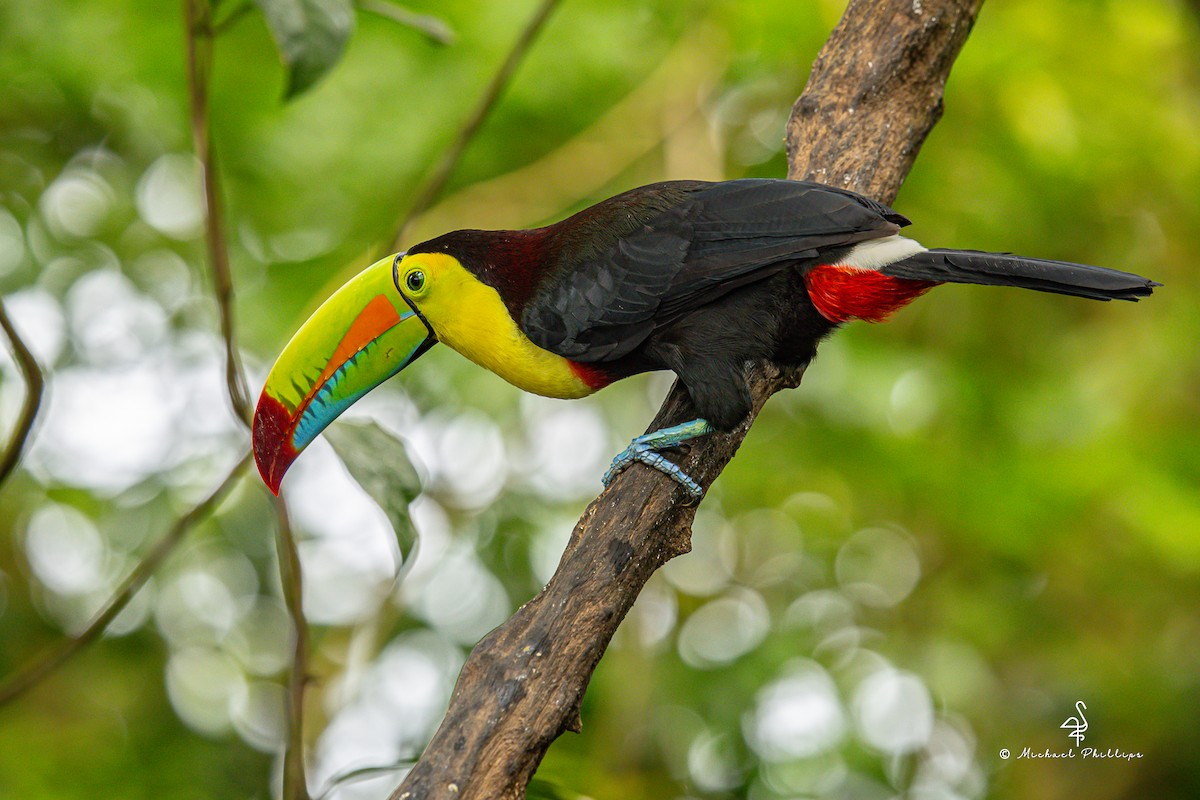 Fischertukan - ML646677080